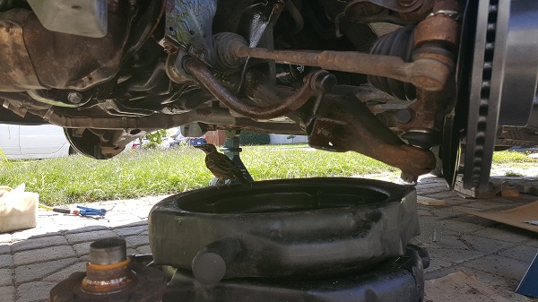 Bird stayed under car